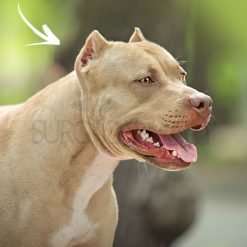 boxer-dog-ear-cropping-kit-surgicalmart (6)